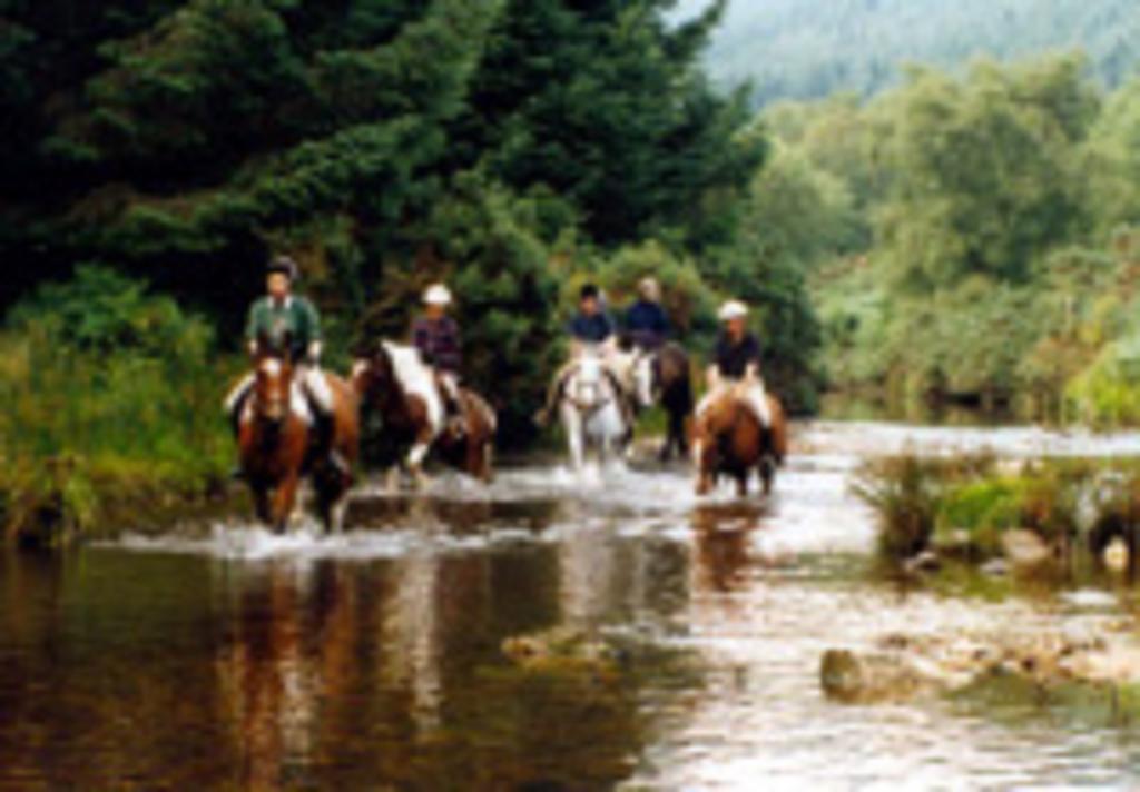 River Lodge Accomodation Wicklow Eksteriør bilde